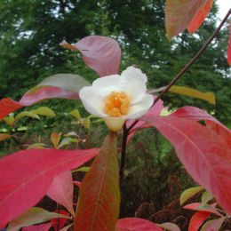 Franklinia Alatamaha